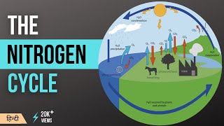 नाइट्रोजन चक्र  Nitrogen Cycle Explained  Definition Stages and Importance in Hindi MeraGuruji [upl. by Corso]