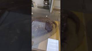 The Alligator Snapping Turtle [upl. by Ecirbaf]