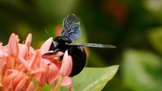 Carpenter Bee Xylocopa Xylocopa iridipennis  Holzbiene [upl. by Ahsenahs]