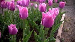 How to Grow Tulips  At Home With P Allen Smith [upl. by Asetal]