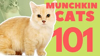 Munchkin Cats 101  Breed amp Personality [upl. by Erehc]