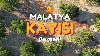 Malatya Kayısı Aşamaları  Vlog  Toplama  Serme  Pıtlatma [upl. by Haseefan366]