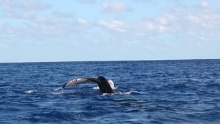 Rongohiva Watersports  whale watching [upl. by Valli]