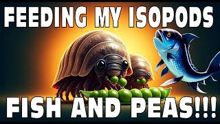 Feeding My Pet Isopods Fish And Peas Isopod House Terrarium 4K [upl. by Hobard]