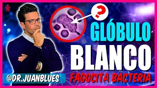 GLÓBULO BLANCO vs BACTERIA EXPLICADO [upl. by Neeloj]