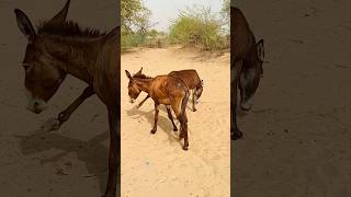 donkeys virlshort kicks pets funny [upl. by Dickens552]