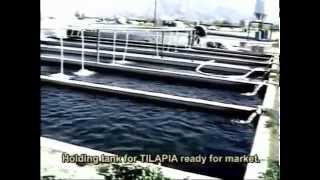 002 INTENSIVE TILAPIA FARMING  Coachella Valley Cal USA [upl. by Arayt]