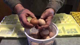 Selecting Eggs for IncubationHatching [upl. by Ingeborg]