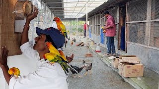 Parrots Released Into Our New Aviary  Naya Firm Pe Bird Chor Diya [upl. by Ahlgren567]