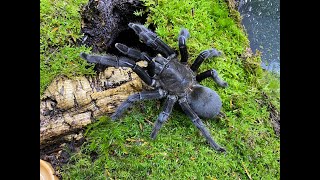 Chilobrachys sp Kaeng krachan pairing The Dark Earth Tiger [upl. by Htrow622]