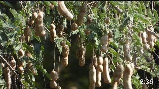 The Health Benefits of Tamarind [upl. by Etnahc577]