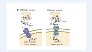 Structure and function of the GABAA receptor [upl. by Shing357]