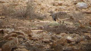 Houbara Bustard in Fuerteventura [upl. by Kristine]