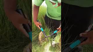 Pennisetum Grass Cutting viralvideo youtubeshorts shorts foryou shortvideo youtube subscribe [upl. by Tnayrb]