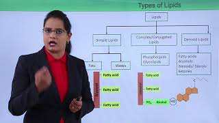 Class10th – Types of Lipids  Bio Molecules – Lipids  Tutorials Point [upl. by Anilat569]