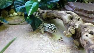 Leopard Gecko Eating HUGE Hornworm [upl. by Sally]