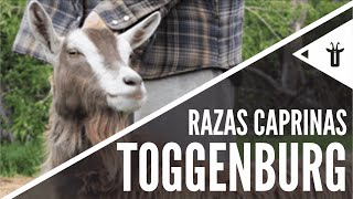 Toggenburg  Razas caprinas [upl. by Shannah320]