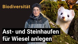 Ast und Steinhaufen anlegen  Kleinstrukturen als Lebensraum für Wildtiere speziell für Wiesel [upl. by Morvin403]