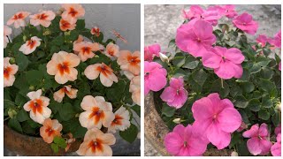 Impatiens plant care tipsHow to care Impatiens flower plant Balsam Gulmehndi plant [upl. by Ollehto328]