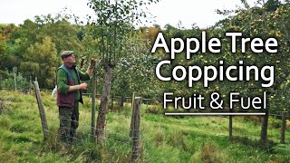 Growing Apple Trees for Fruit amp Firewood  A Regenerative Orchard Experiment [upl. by Tolland]