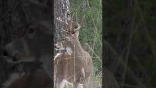 I Spotted this Whitetail Deer During Rut Activity [upl. by Heathcote]