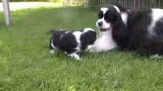 Fiveweekold Cocker Spaniel puppies playing [upl. by Cimbura]