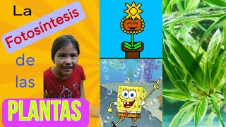 La fotosíntesis de las plantas para niños experimento [upl. by Rennob665]