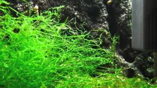 Aquarium Plant  Java Moss [upl. by Hanahsuar]