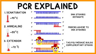 PCR Polymerase Chain Reaction Explained [upl. by Leahcimaj]