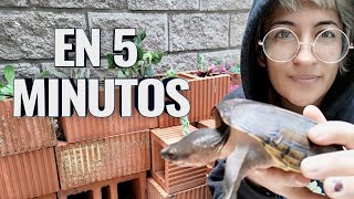 Cómo hacer un terrario para tortuga en 5 minutos sin cemento y fácil [upl. by Castra]