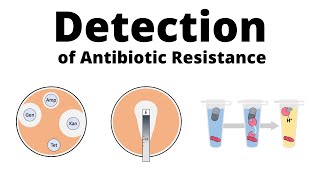 Detection Methods for Antibiotic Resistance [upl. by Hahsia]