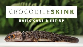 Complete Care Guide To Red Eyed Crocodile Skinks [upl. by Esdnyl]