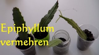 Kaktus Epiphyllum vermehren Ableger Steckling bewurzeln  Blattkaktus vermehren [upl. by Airamahs]