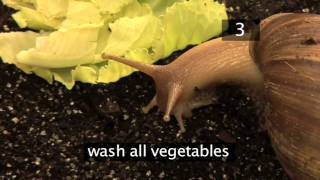 How To Care For Giant African Land Snails [upl. by Odelinda321]