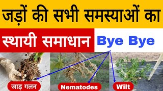 फसलों में जड़ों की समस्याओं का परमानेंट समाधान  root rot  wilt disease  nematodes [upl. by Nuawaj]