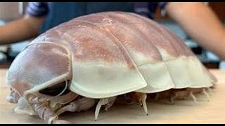 THE GIANT ISOPOD [upl. by Colley]