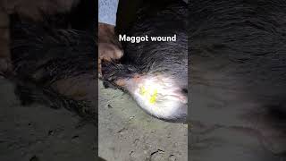 Maggot wound in cute buffalo baby buffalo calf shorts maggot irishelk buffaloed treat cow [upl. by Adnauq]