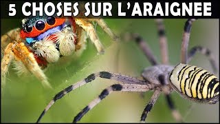 5 CHOSES SUR LARAIGNEE HALOWEEN 2018  EUBLEPHARIS [upl. by Kirred328]