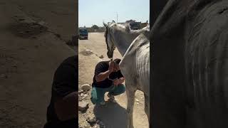 The owner of the horse was beating the horse so badlybless the man who saved the animal from him [upl. by Maxi]