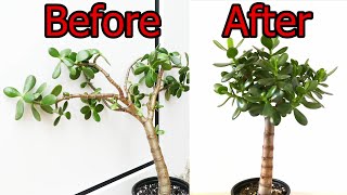 How To Prune And Straighten A Jade Plant Crassula ovata [upl. by Eldorado749]