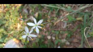 ClorofitoChlorophytum comosum Thunb Jacques Leitura na Descriçãoplantas [upl. by Snider]