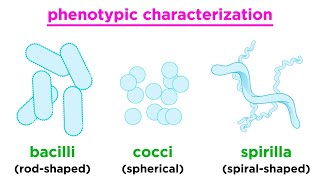 Taxonomy of Bacteria Identification and Classification [upl. by Nehtan712]