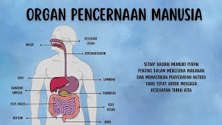 Organ Pencernaan Manusia [upl. by Rosenblast875]