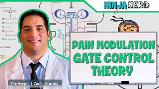 Ascending Tracts  Pain Modulation Gate Control Theory [upl. by Bunch]