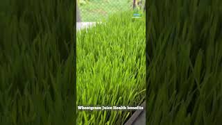 5 Amazing Wheatgrass Benefits Boost Immunity Detox Naturally and Increase Energy 🌱 Superfood [upl. by Aydiv557]