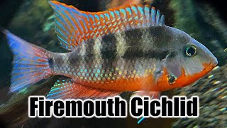 Firemouth Cichlid  Care Guide amp Species Profile [upl. by Aaren]