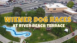 Wiener Dog Races at Riverfest in Farmington NM [upl. by Huber]