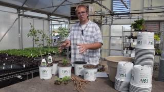 Baptisia Potting and Production Tips  Walters Gardens [upl. by Anaher]