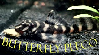 Butterfly pleco L168 [upl. by Solana]