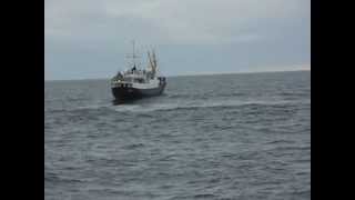 WhaleWatching in Andenes [upl. by Niaz]